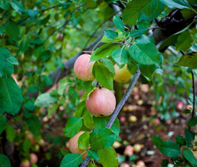 Red apples hanging front branches apple orchard