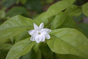 Obraz na płótnie Canvas Jasmine Flower
