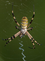 Yellow, white and black striped spider (argiope bruennichi) in its web