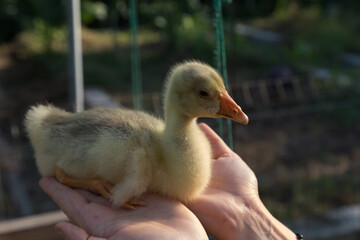 A young goose is carried on the arm.