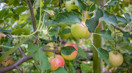 Red apples hanging front branches apple orchard