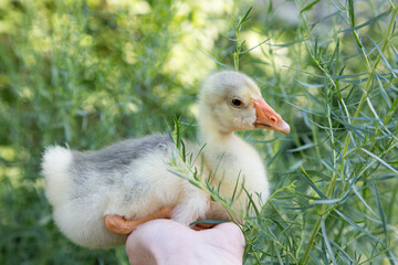 A young goose is carried on the arm and estragon.