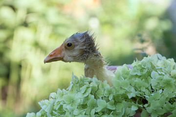 The wet gosling hid in the hydrangea.
