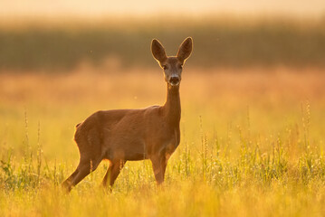 Naklejka na ściany i meble Wild female roe deer, backlit by warm early morning sunlight