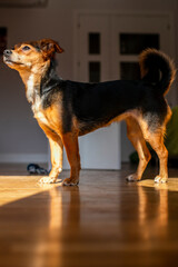 cachorro de pinche mirando hacia la ventana