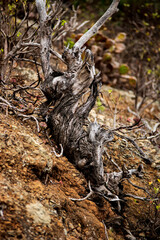 árbol seco en la montaña