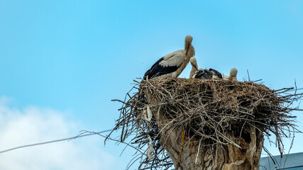 a family of storks in a nest in a tree