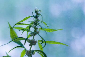 Cannabis plants at the beginning of flowering