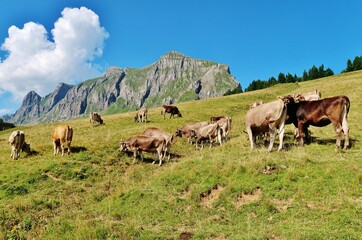 Fototapeta na wymiar Kühe auf der Alp