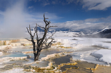 Rising steam and dead tree and at travertine pools with snow at the Main Terrace at Mammoth Hot Springs Yellowstone Park in winter