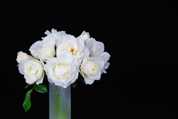 Fototapeta na wymiar 白いバラ　アイスバーグとマーガレットメリル