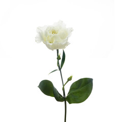 Beautiful white eustoma flowers isolated on white background. Spring or summer background.