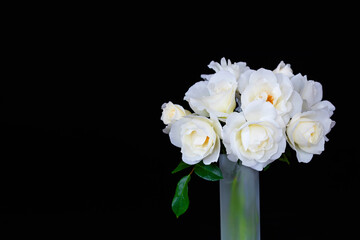 Fototapeta na wymiar 白いバラ　アイスバーグとマーガレットメリル