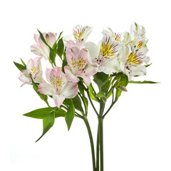 Alstroemeria flowers isolated on white background. Floral background