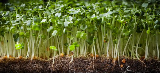 Fresh green sprouts on black background. macro shot of micro greens