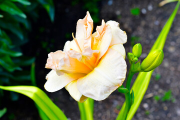 Light pink peach daylily flower in the garden