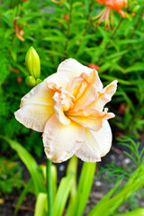 Fototapeta na wymiar Light pink peach daylily flower in the garden