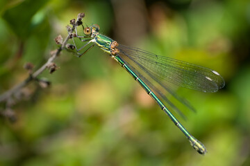 Beautiful nature scene macro picture of a dragonfly or Chalcolestes viridis perched on a branch. Dragonfly in nature habitat