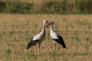 Obraz na płótnie Canvas Two storks resting in a field in Provence for winter migration