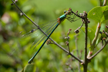 Beautiful nature scene macro picture of a dragonfly or Chalcolestes viridis perched on a branch. Dragonfly in nature habitat