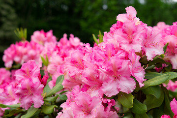 colorful rhododendron flowers or blossoms in the forest