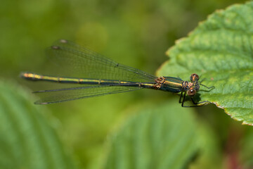 Beautiful nature scene macro picture of a dragonfly or Chalcolestes viridis perched on a leaf....