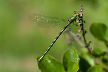 Beautiful nature scene macro picture of a dragonfly or Chalcolestes viridis perched on a branch. Dragonfly in nature habitat