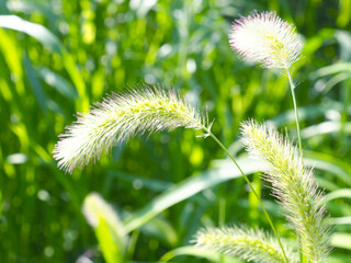 Green Foxtail　エノコログサ　ねこじゃらし