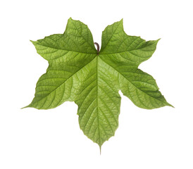 Green maple leaf isolated on white background