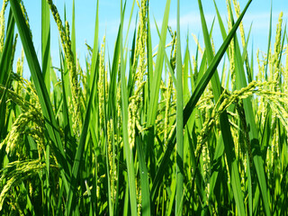 Rice Plant　稲穂　水田