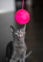 Gato ruso azul jugando con un ovillo de lana