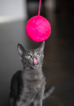 Gato ruso azul jugando con un ovillo de lana