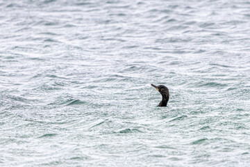Obraz premium cormorant swimming on the wild coast of Quiberon