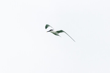 tern photographed in flight on the wild coast of Quiberon