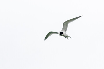 tern photographed in flight on the wild coast of Quiberon