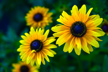 Yellow flowers of rudbeckia yellow camomile in the garden