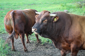 Naklejka na ściany i meble Rinder, Kühe grasen auf einer Weide oder Koppel
