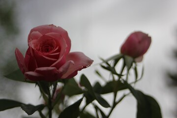 Rose buds