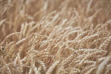 Spikelets of ripe wheat as background.