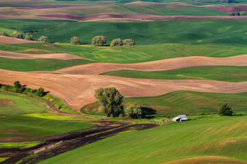 Fototapeta na wymiar The view in the spring of wheat farms in the rolling hills of the palouse region of eastern washington.