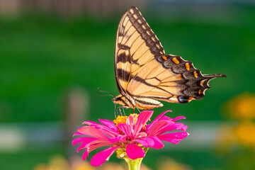 Yellow swallowtail butterfly perched on bright pink zinnia flower in garden