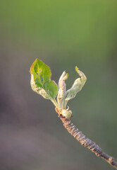 Junge Triebe im Frühjahr an einem Baum.
