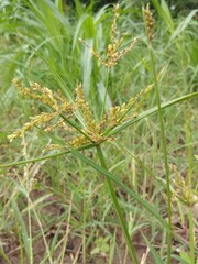 close up of a crop/grass