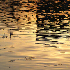 Water surface in the evening. Evening sunlight reflects on the water. Background, texture