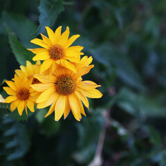 The flowers are yellow in color. Blooming plants. The view from the top. Close up. Summer.