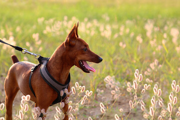 A small, brown dog on the field. A dog with an open mouth looking to the side. The miniature...