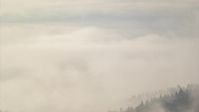 Timelapse carpathian mountains and forest in fog