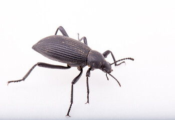 a pinacate-beetle on a white background with room for text.