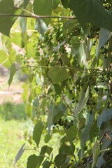 Grapevines