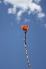 Ocotillo flower and blue sky
